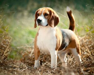 Puckipuppy Beagle Price